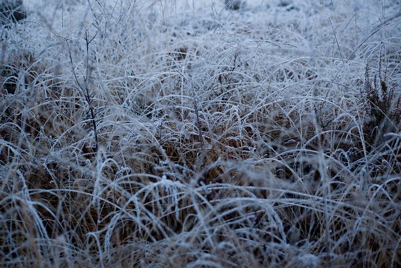 A frozen picture by Kim Jansen