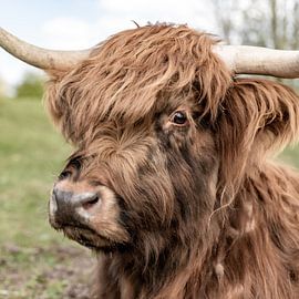 Scottish highlander by Cindy van der Sluijs