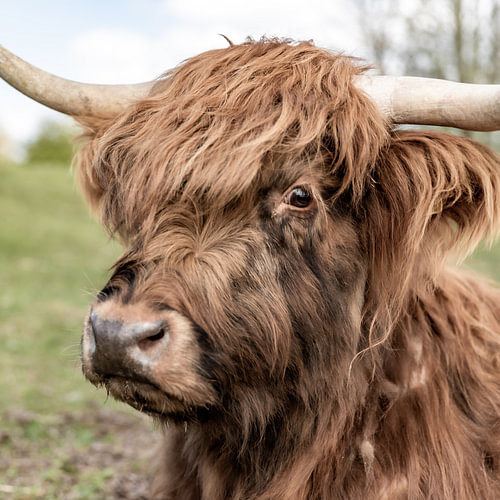 schottischer Highlander