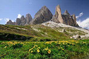 Tre Cime of Drei Zinnen Berge mit Wildblumen
