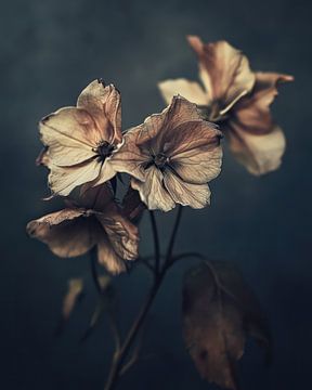 Floral silence van Franka Poulain