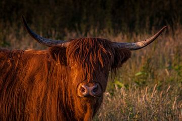 Schotse Highlander van Jeannette Fotografie