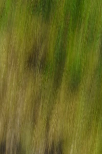 Abstract gras 3 van Pieter van Roijen