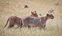 Löwinnen, Etosha Nationalpark in Namibia von W. Woyke Miniaturansicht