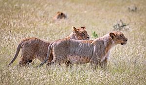 Lionesses, Etosha National Park in Namibia by W. Woyke