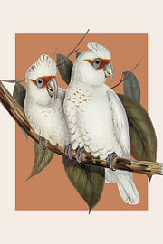 Gould's Corellas in Coral