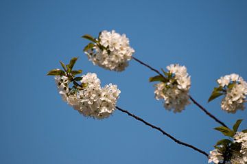 Bloesem, een belofte van de zomer