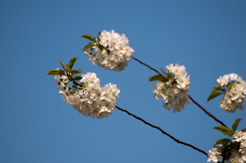 Blossom, ein Versprechen des Sommers von Margot van den Berg