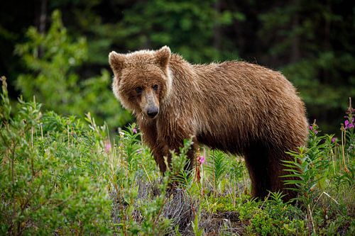 Wilde grizzlyberen in Alaska