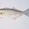 Blauwbaars  (Bluefish) van Fish and Wildlife