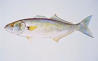 Blaufisch
