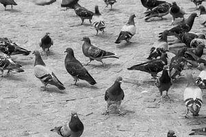 Pigeons au barrage sur Klaartje Majoor