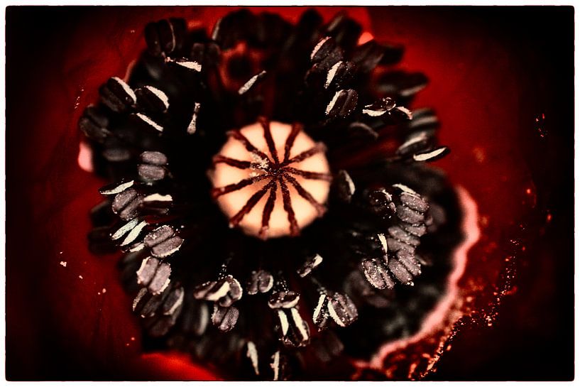 Heart of the poppy von Peter Westerik