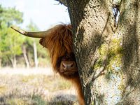 Hide and seek with a Scottish Highlander