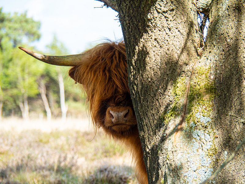 Verstoppertje met een schotse hooglander van Saranda Hofstra