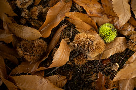 Herbst in den Niederlanden von John Driessen
