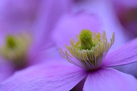Macroopname van een clematisbloem