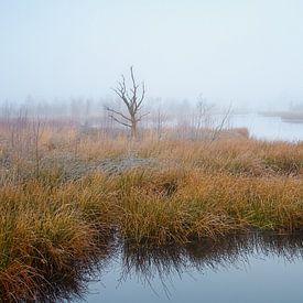 Ganz allein auf der Welt von Drenthograaf