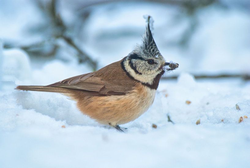Special when you get a crested tit on the feeding table by Natuurpracht   Kees Doornenbal