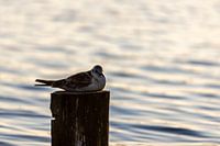 Bird on a pole