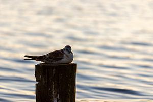 Oiseau sur un poteau
