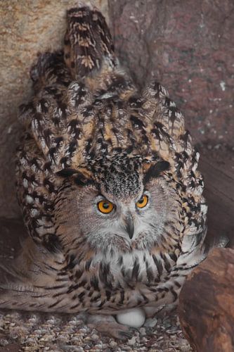 De oehoe op het nest komt uit de eieren... Uil met heldere ogen en een boze blik van dichtbij is een