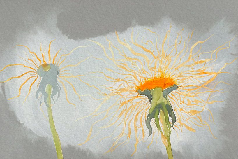Zwei Pusteblumen - Blühender Löwenzahn von Studio Pieternel