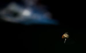 Puffin dreams