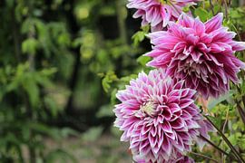 Dahlia's full of colour by Cecile. Buil