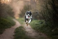 Australian Shepherd Border Collie Cross in Aktion / Hund / im Wald / die goldene Stunde / laufender Hund