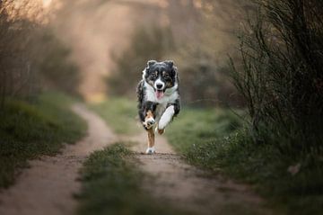 Australian shepherd border collie cross in action / dog / in the woods / the golden hour / running dog by Elisabeth Vandepapeliere