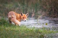 it's raining cats and foxes