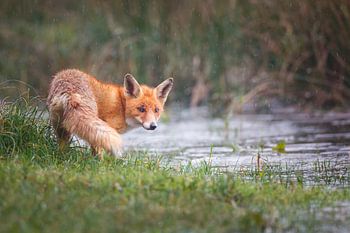 it's raining cats and foxes