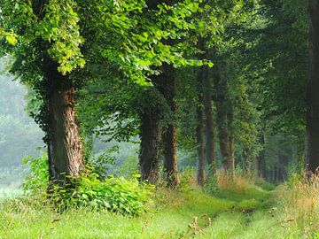 Waldweg von Emiel van den Boomen