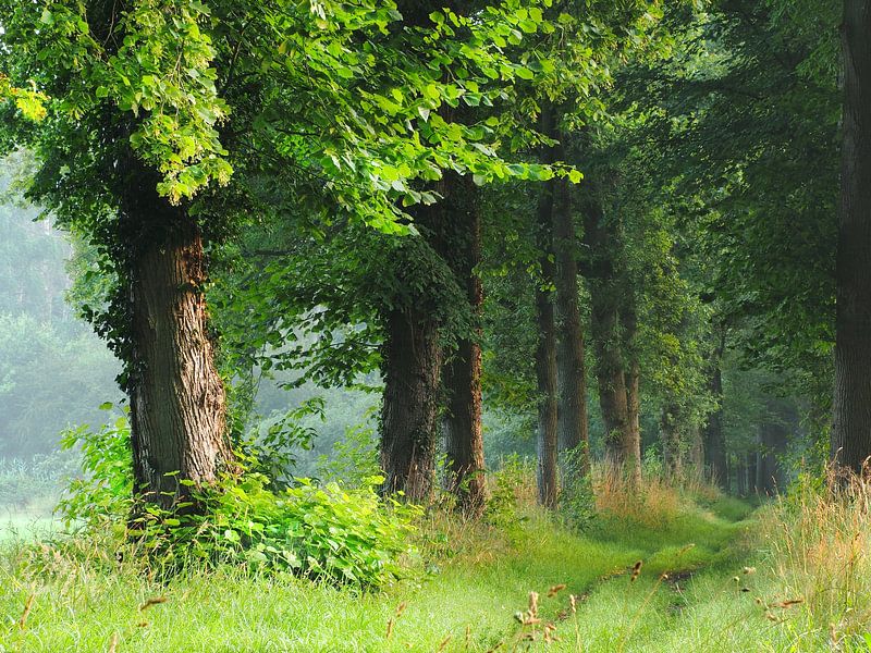 Forest path by Emiel van den Boomen