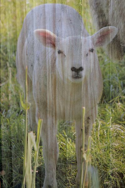 Abstrakte Fotografie | Abstrakter Expressionismus | Porträt eines Lamms von Art. by Janine