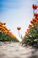 De hangende tulp!