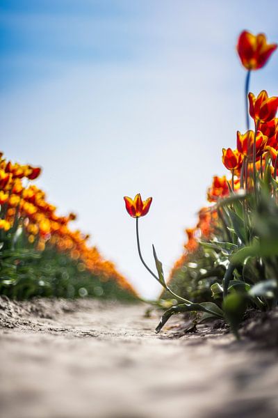 The hanging tulip! by wiebesietze