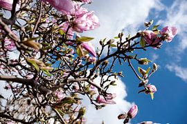 magnolia boom by Nienke Stegeman