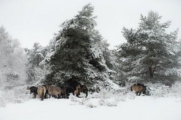 King horses shelter in the Snow under the trees. by Elise Vos