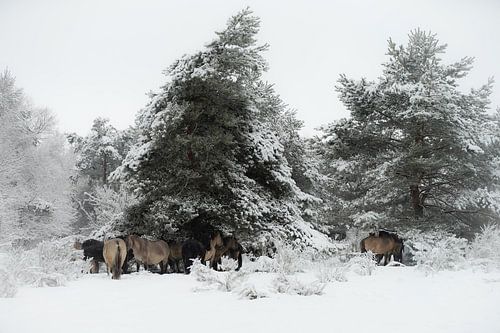 King horses shelter in the Snow under the trees.