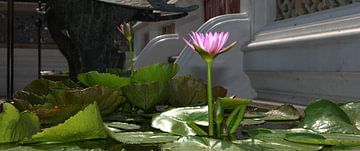 water lily by Grace de Bruyne