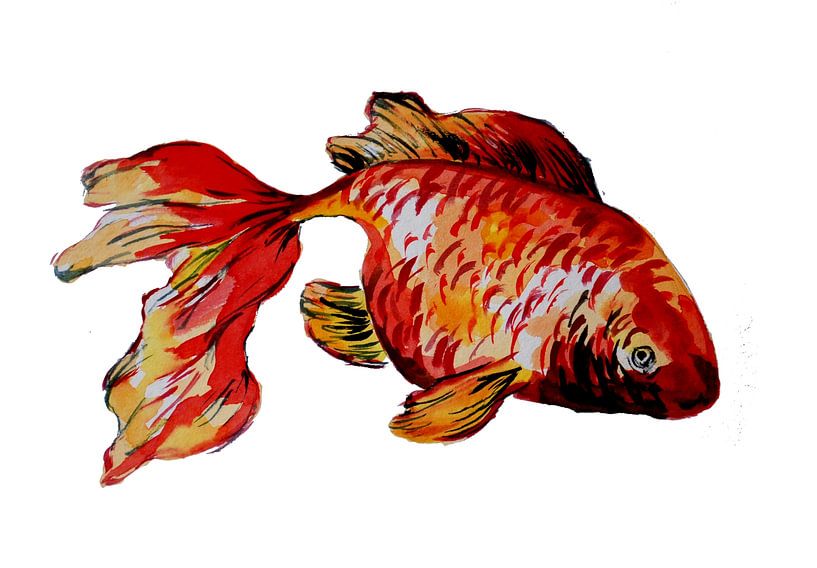 Red goldfish by Sebastian Grafmann