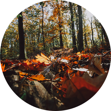 Bos met herfstkleuren, najaarslicht en bladerdek op de grond van Fotografiecor .nl