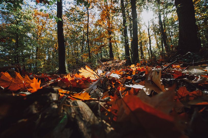 Bos met herfstkleuren, najaarslicht en bladerdek op de grond van Fotografiecor .nl