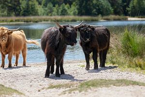 Junge schottische Highlander-Stiere