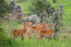 Uganda-Grasantilope (Kobus thomasi), National Parks of Uganda