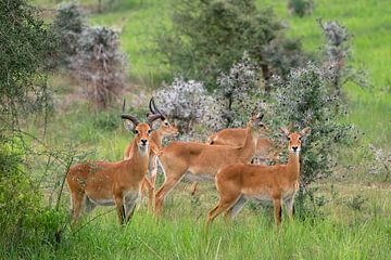 Oegandese grasantilope (Kobus thomasi), Nationale parken van Oeganda van Alexander Ludwig