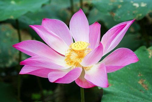 Roze Lotus in de Mekong Delta, Vietnam