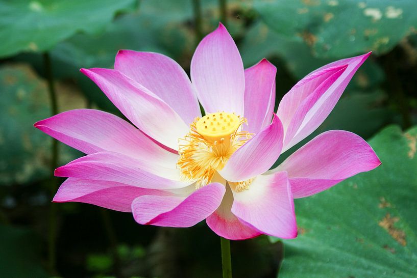 Roze Lotus in de Mekong Delta, Vietnam van Sven Wildschut